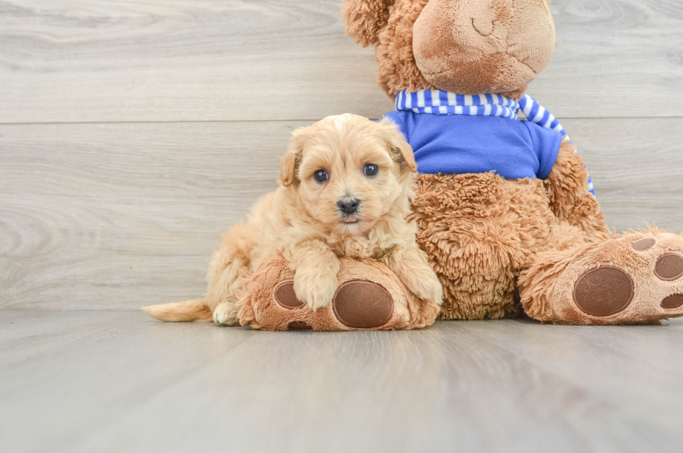 5 week old Maltipoo Puppy For Sale - Premier Pups