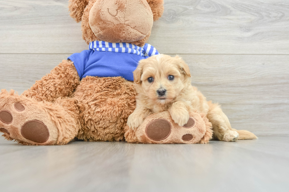 Best Maltipoo Baby