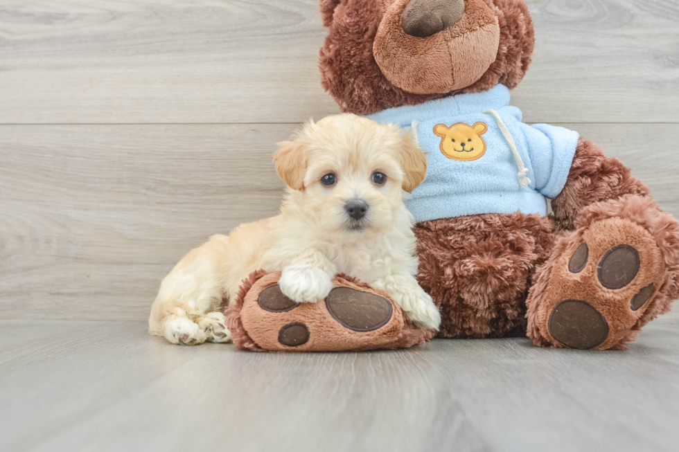 Small Maltipoo Baby