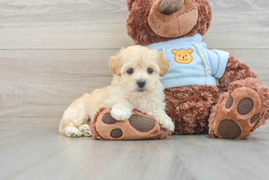 Small Maltipoo Baby