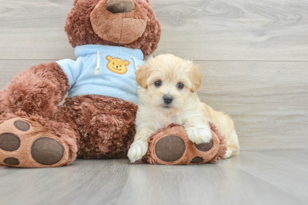 Best Maltipoo Baby