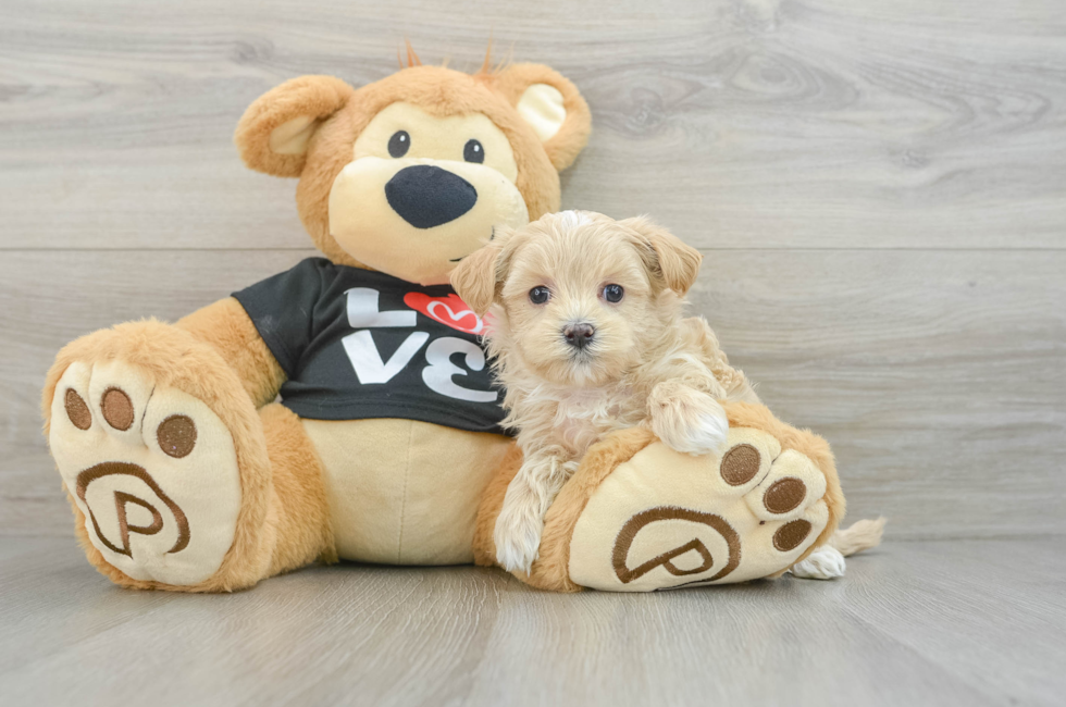 6 week old Maltipoo Puppy For Sale - Premier Pups