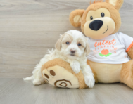 8 week old Maltipoo Puppy For Sale - Premier Pups