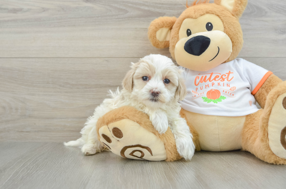 5 week old Maltipoo Puppy For Sale - Premier Pups