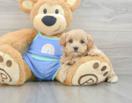 7 week old Maltipoo Puppy For Sale - Premier Pups