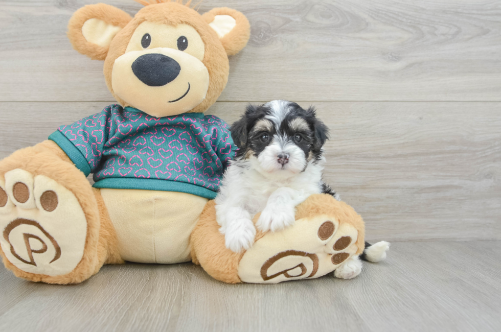 5 week old Maltipoo Puppy For Sale - Premier Pups