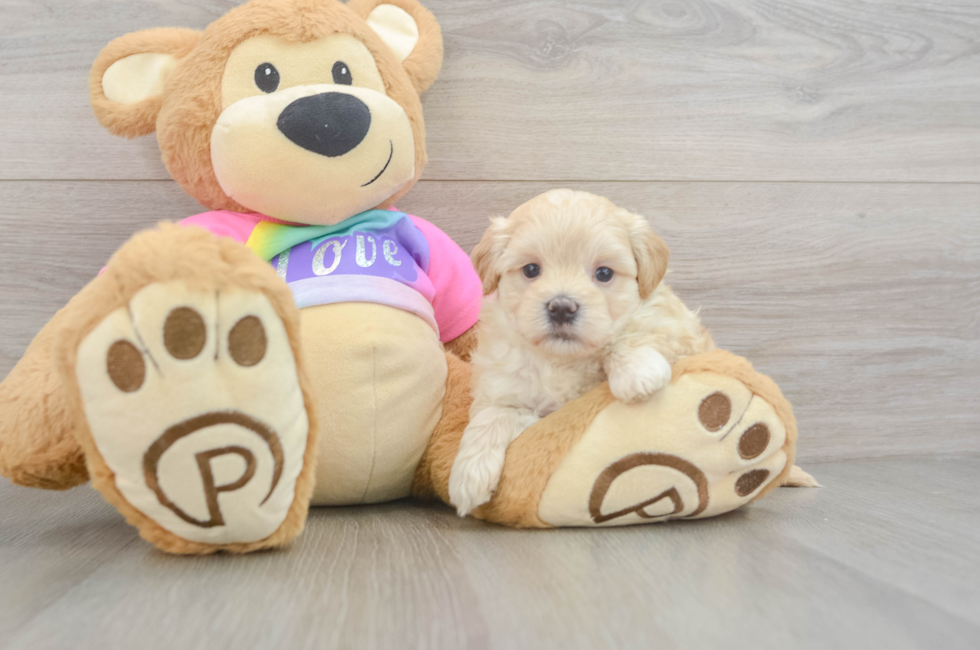 5 week old Maltipoo Puppy For Sale - Premier Pups