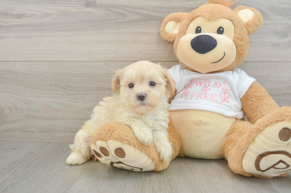 6 week old Maltipoo Puppy For Sale - Premier Pups