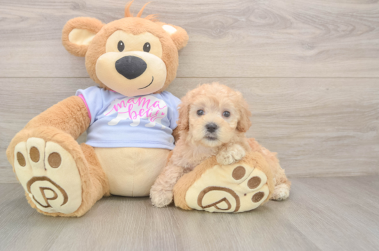 Maltipoo Puppy for Adoption