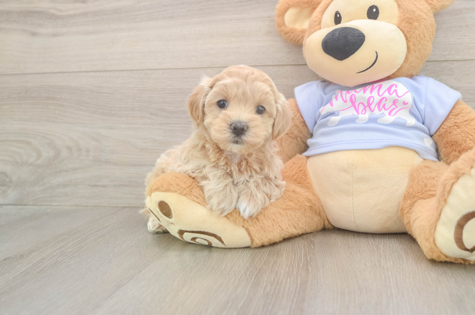6 week old Maltipoo Puppy For Sale - Premier Pups