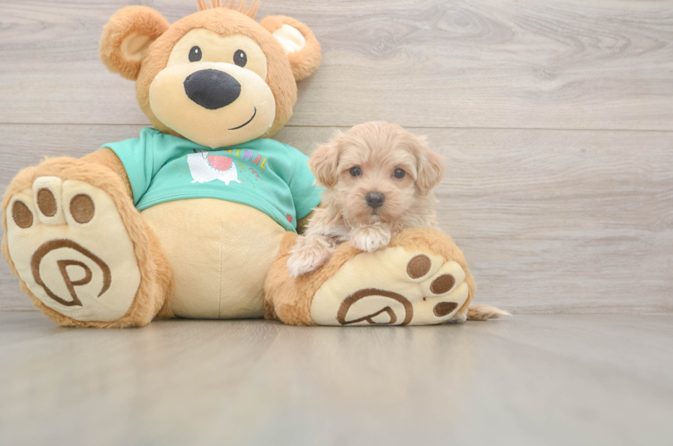 5 week old Maltipoo Puppy For Sale - Premier Pups