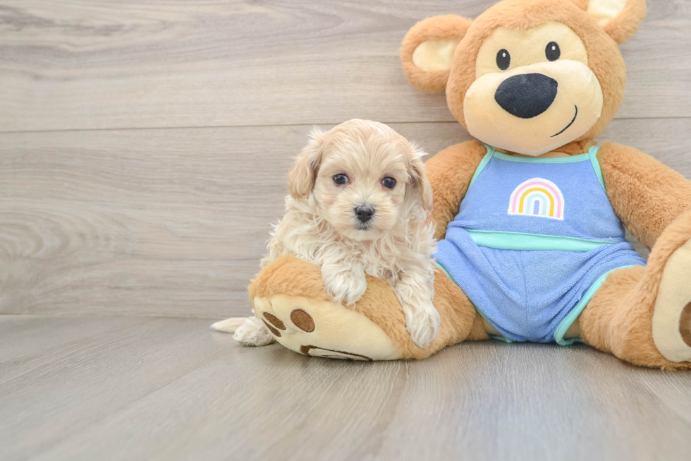 Maltipoo Pup Being Cute