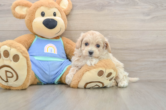 Little Multipoo Poodle Mix Puppy