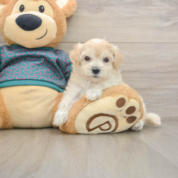 Funny Maltipoo Poodle Mix Pup