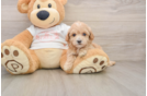 Maltipoo Pup Being Cute