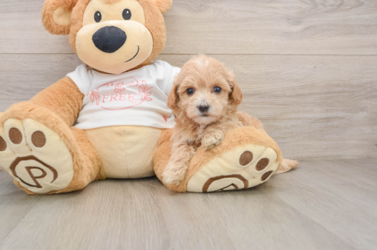Maltipoo Pup Being Cute