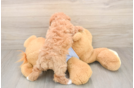 Small Maltipoo Baby