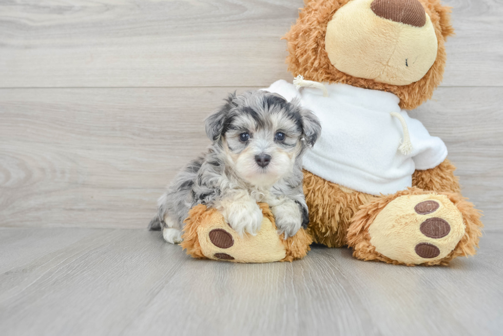 Petite Maltipoo Poodle Mix Pup