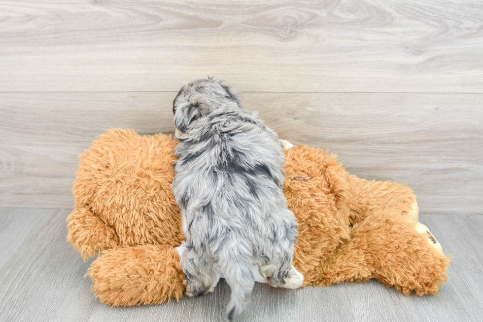 Hypoallergenic Maltepoo Poodle Mix Puppy