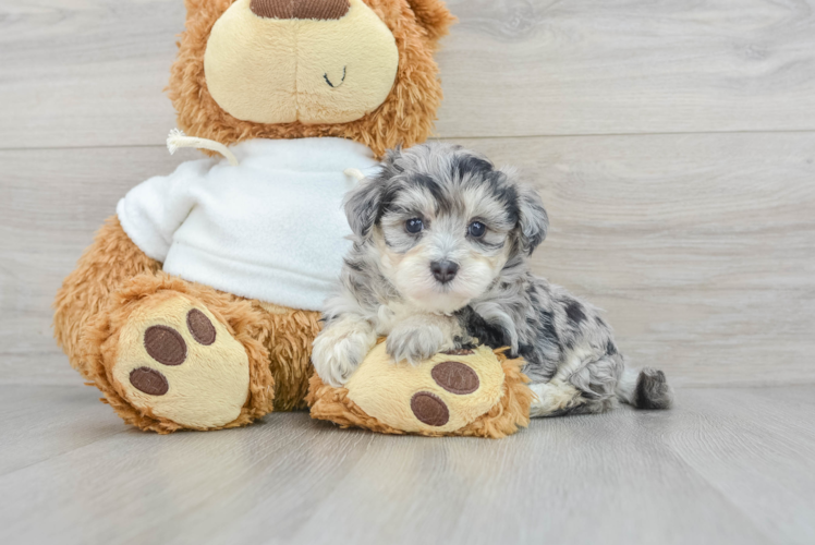 Small Maltipoo Baby