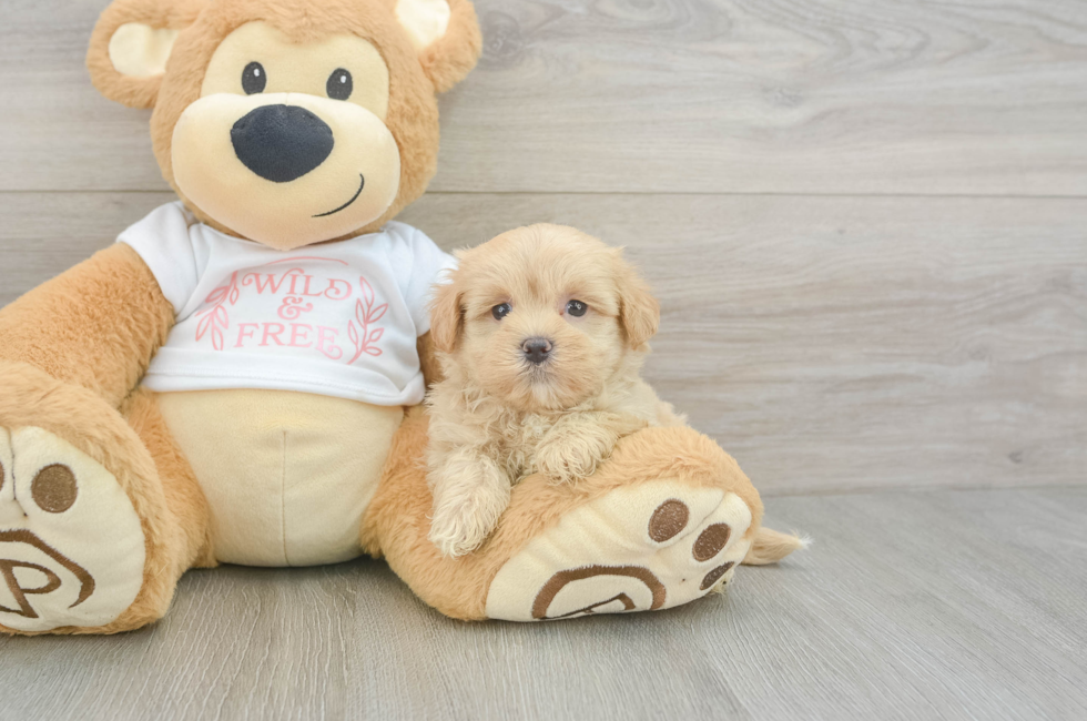 6 week old Maltipoo Puppy For Sale - Premier Pups