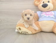 7 week old Maltipoo Puppy For Sale - Premier Pups