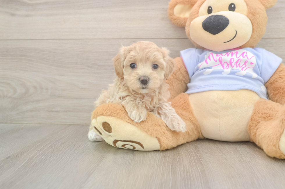 6 week old Maltipoo Puppy For Sale - Premier Pups