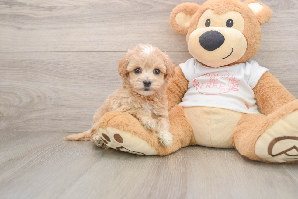 Maltipoo Pup Being Cute