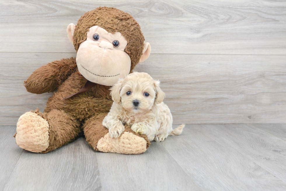 Smart Maltipoo Poodle Mix Pup