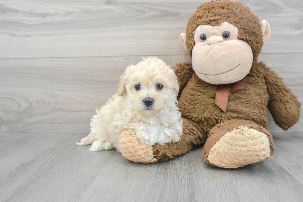 Maltipoo Pup Being Cute