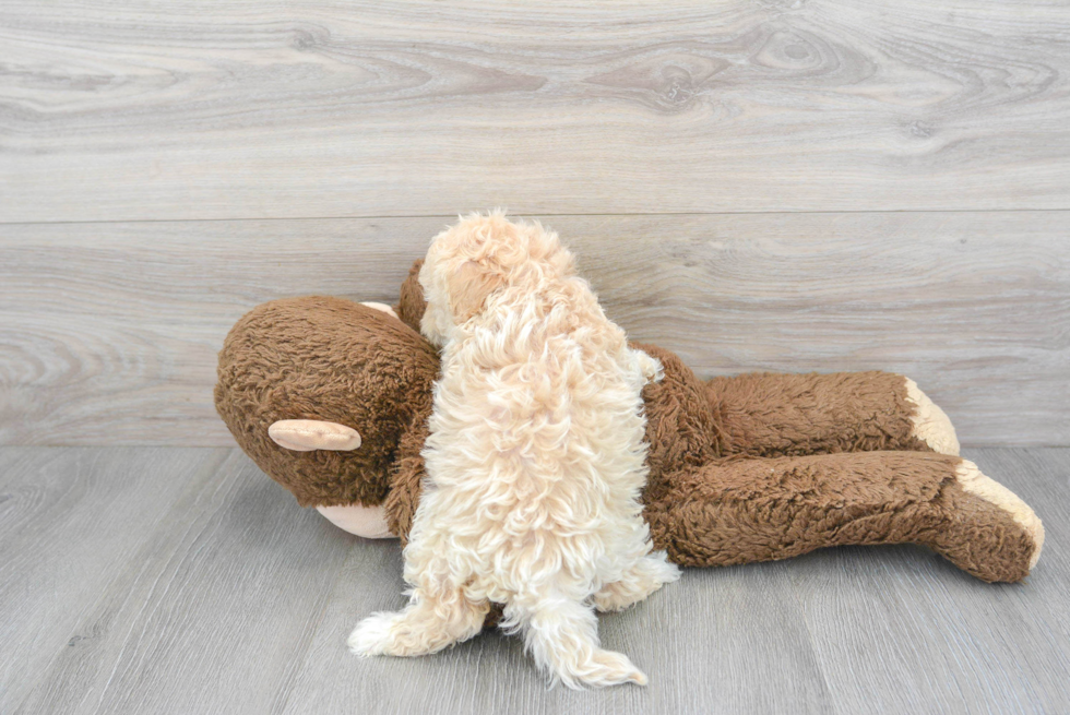Maltipoo Pup Being Cute