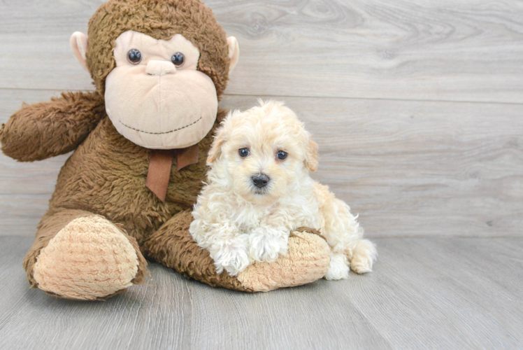 Happy Maltipoo Baby