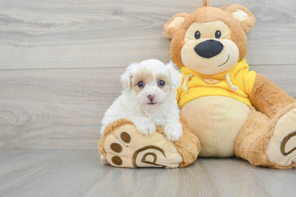 Happy Maltipoo Baby