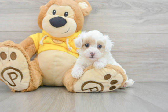 Maltipoo Pup Being Cute