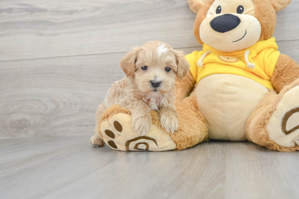 Adorable Maltese Poodle Poodle Mix Puppy