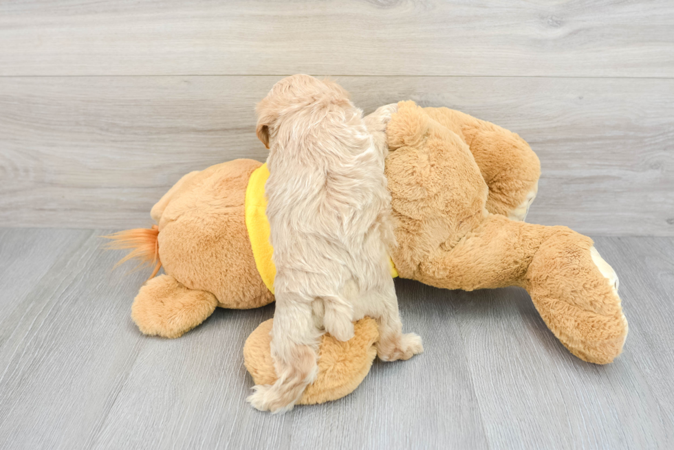 Maltipoo Pup Being Cute