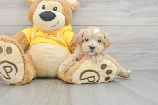 Happy Maltipoo Baby