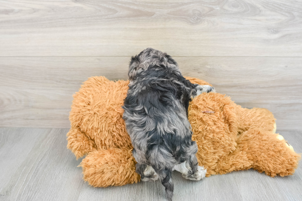 Funny Maltipoo Poodle Mix Pup
