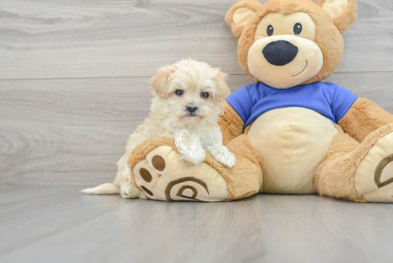 Meet Templeton - our Maltipoo Puppy Photo 1/3 - Premier Pups