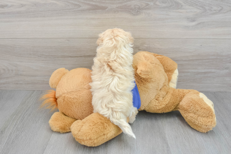 Meet Templeton - our Maltipoo Puppy Photo 2/3 - Premier Pups