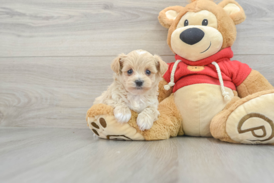 Maltipoo Pup Being Cute