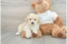 Maltipoo Pup Being Cute