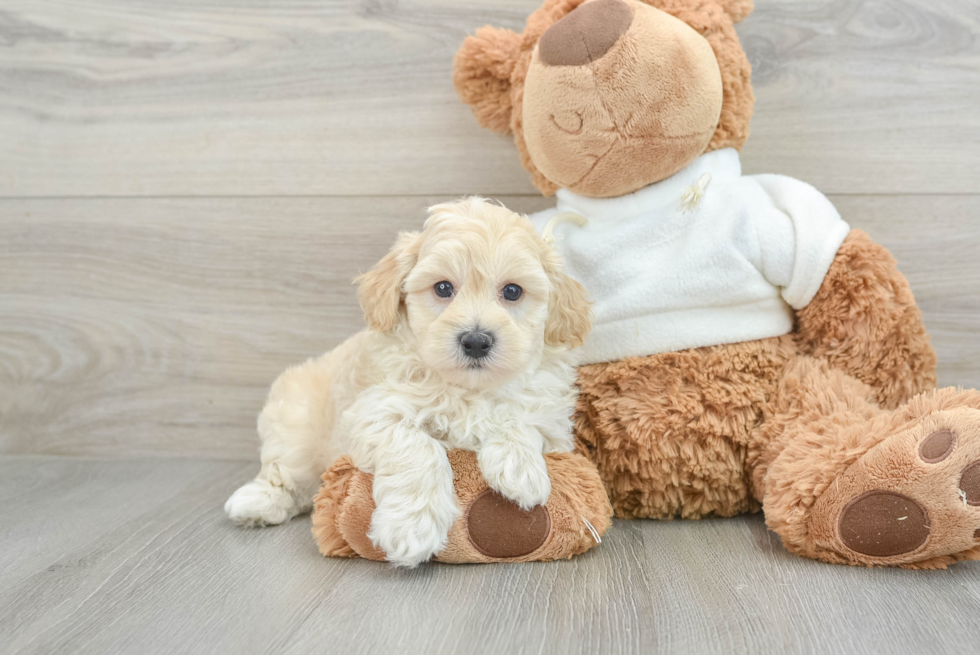 Maltipoo Pup Being Cute