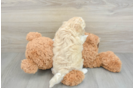 Hypoallergenic Malt Oodle Poodle Mix Puppy