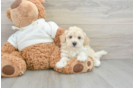 Petite Maltipoo Poodle Mix Pup