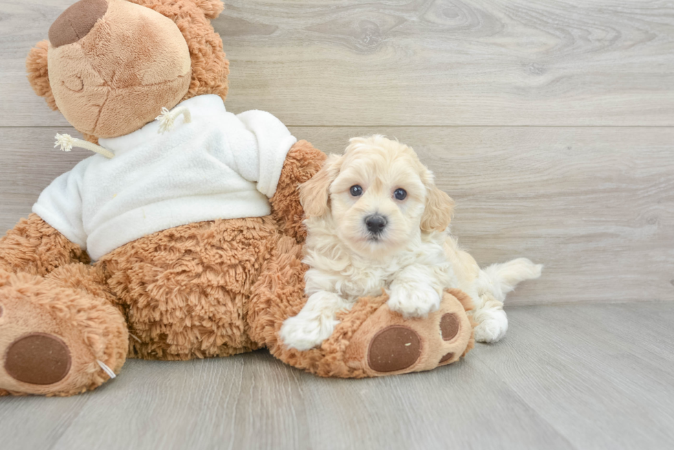 Petite Maltipoo Poodle Mix Pup