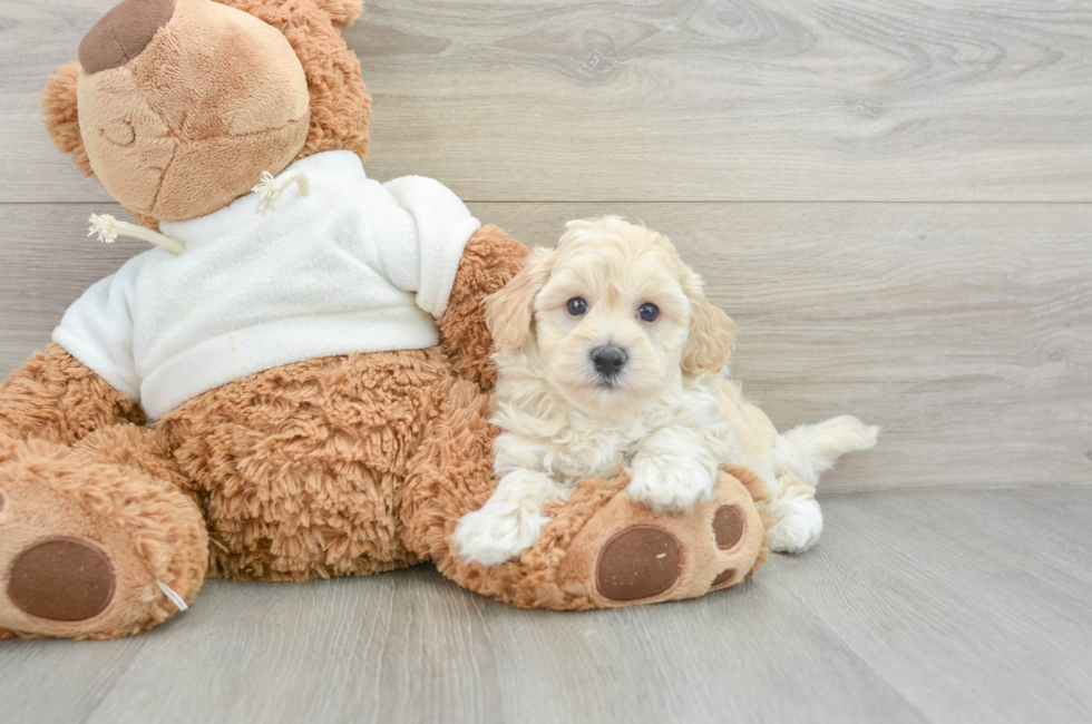 5 week old Maltipoo Puppy For Sale - Premier Pups