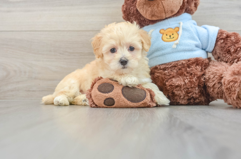 8 week old Maltipoo Puppy For Sale - Premier Pups