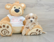 8 week old Maltipoo Puppy For Sale - Premier Pups