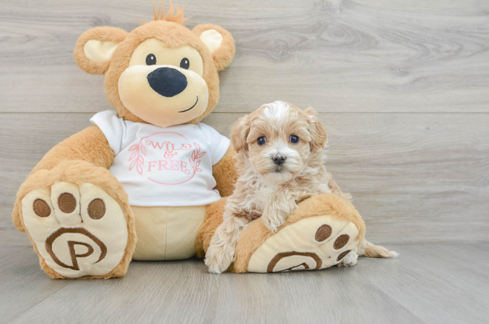 6 week old Maltipoo Puppy For Sale - Premier Pups